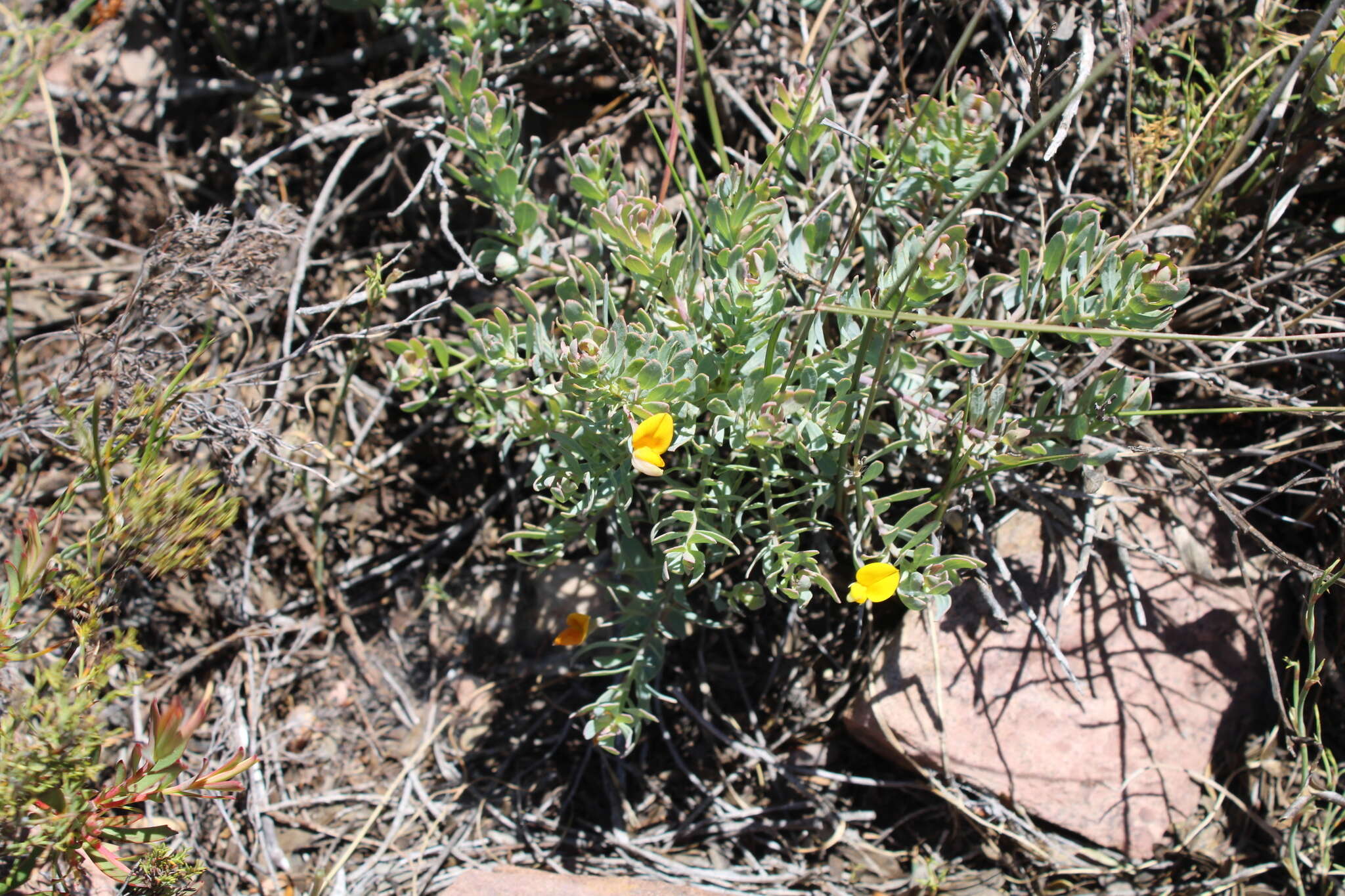 Image of <i>Rafnia <i>angulata</i></i> subsp. angulata