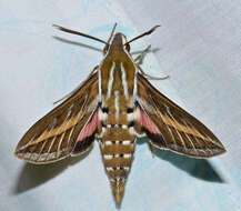 Image of striped hawk-moth