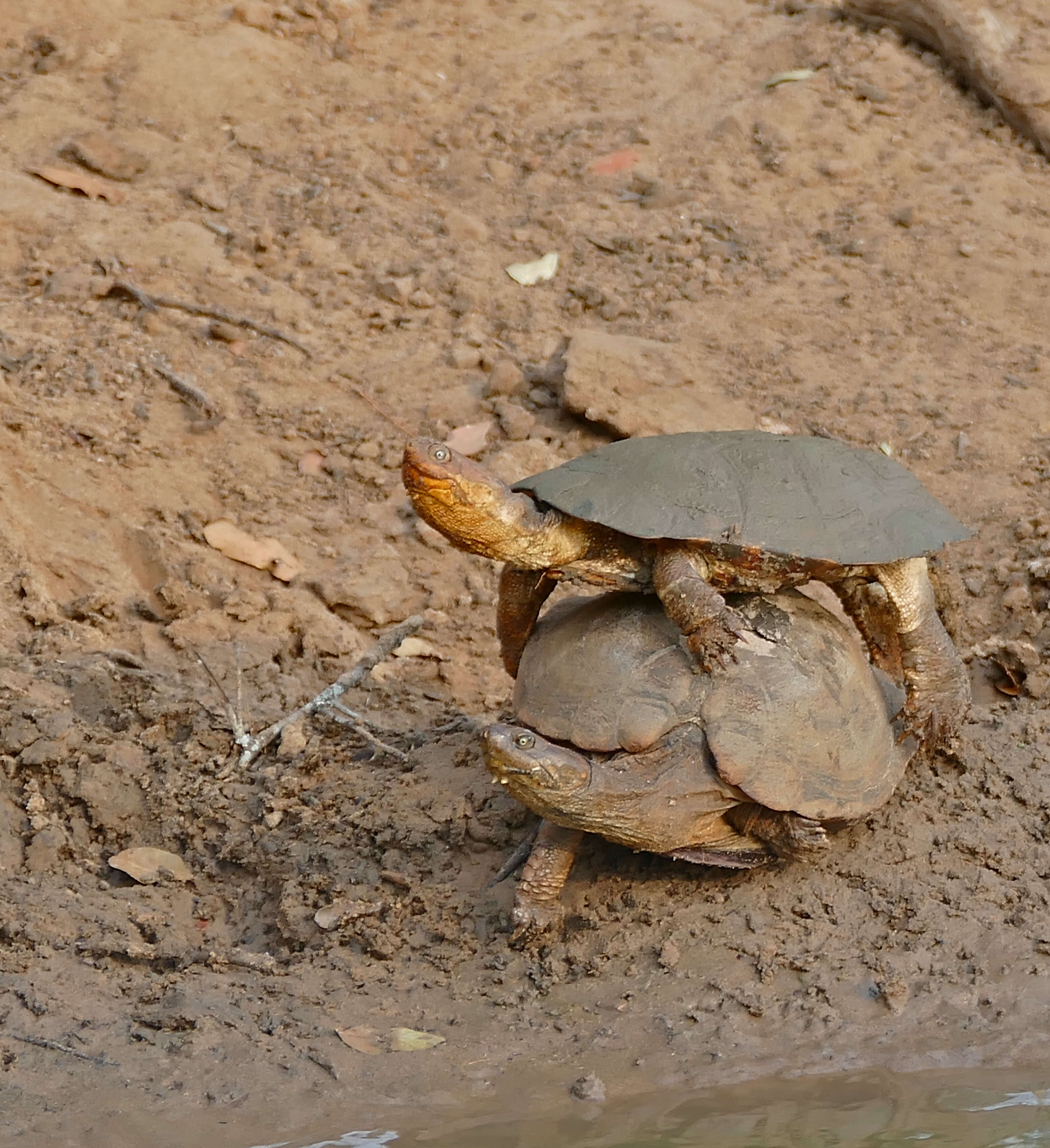 Image of Serrated hinged terrapin