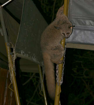 Image of Brown Greater Galago