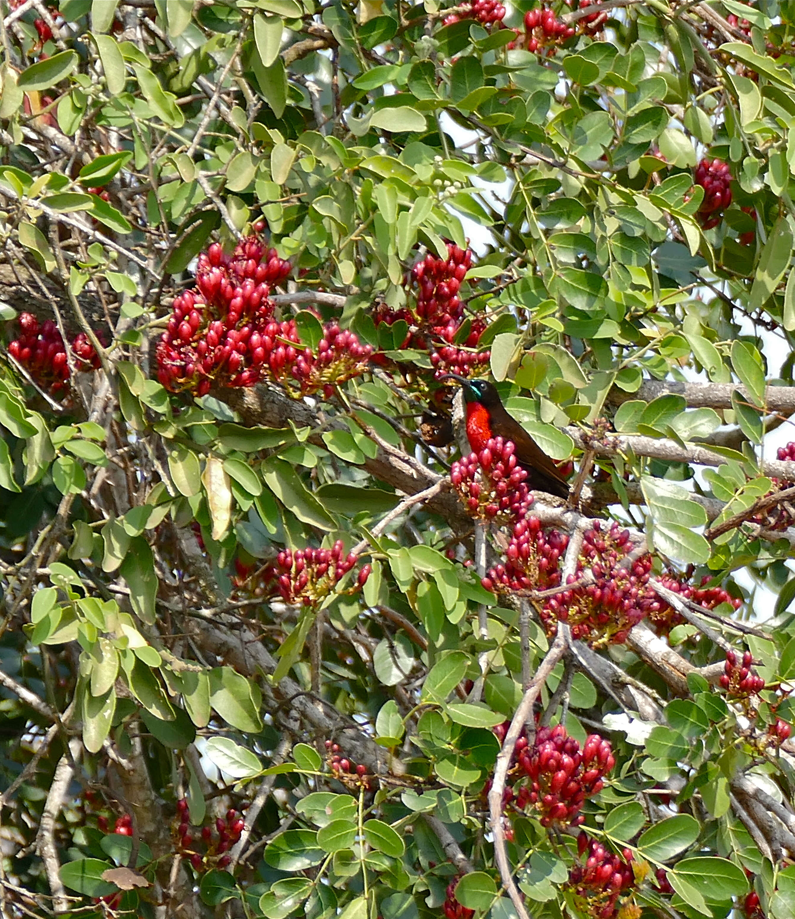 Image of Scarlet-chested Sunbird