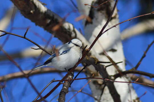 Image of Azure Tit