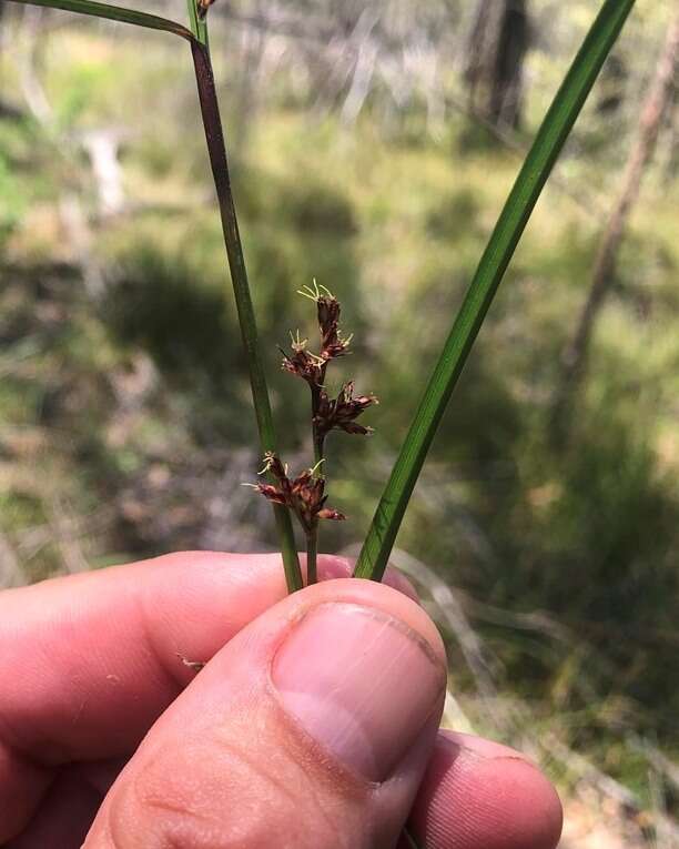 Scleria sphacelata F. Muell.的圖片