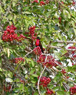 Image of Scarlet-chested Sunbird