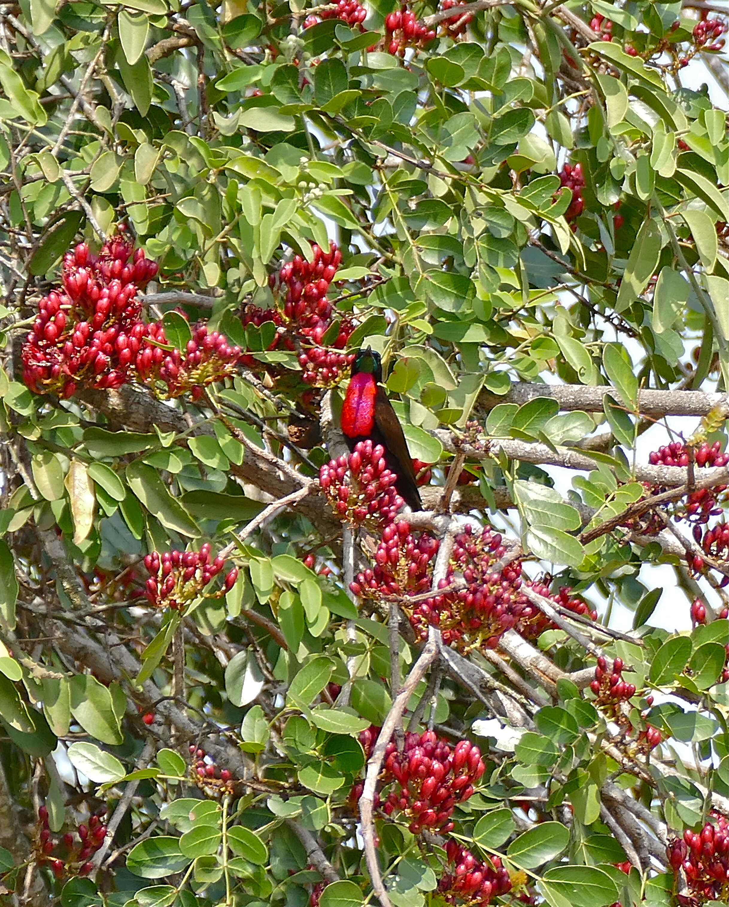 Image of Scarlet-chested Sunbird