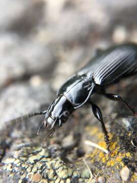 Image of Carabidae