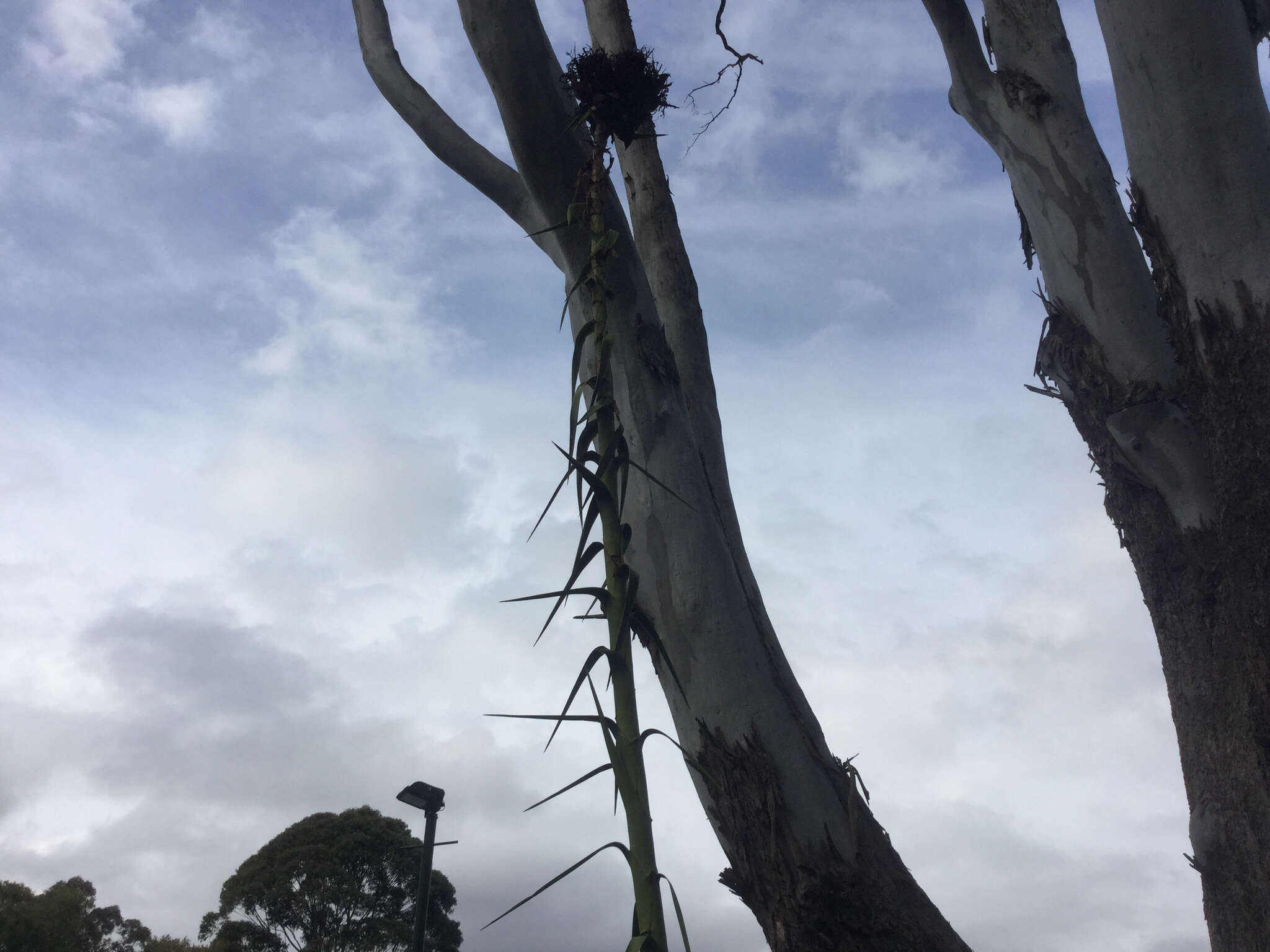 Doryanthes excelsa Corrêa resmi