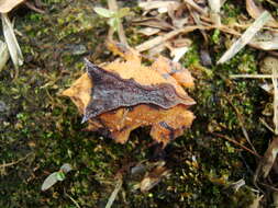 Image of Proceratophrys subguttata Izecksohn, Cruz & Peixoto 1999