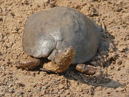 Image of Serrated hinged terrapin