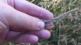 Image of green needlegrass