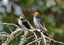 Cecropis abyssinica (Guérin-Méneville 1843) resmi