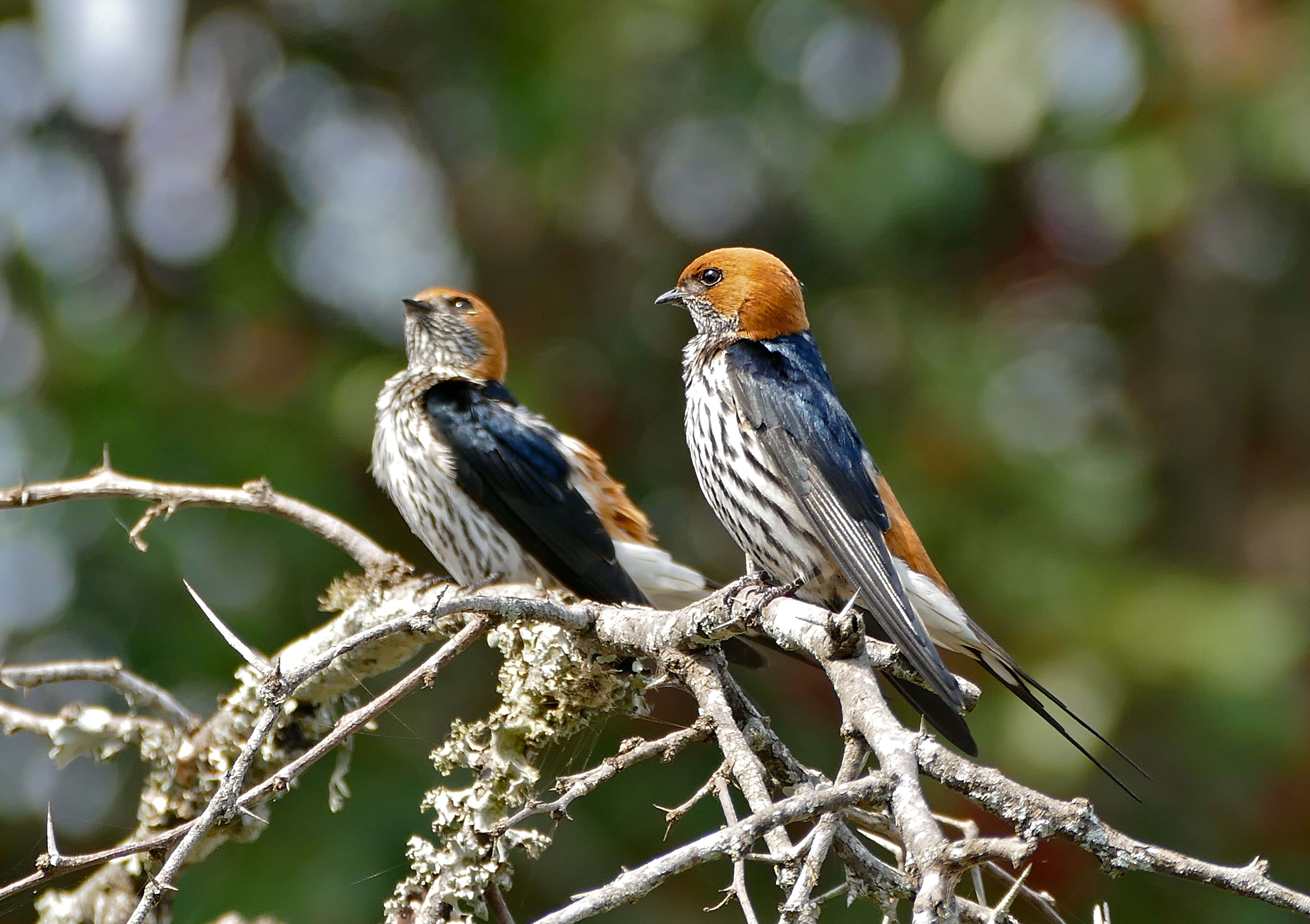 Cecropis abyssinica (Guérin-Méneville 1843) resmi