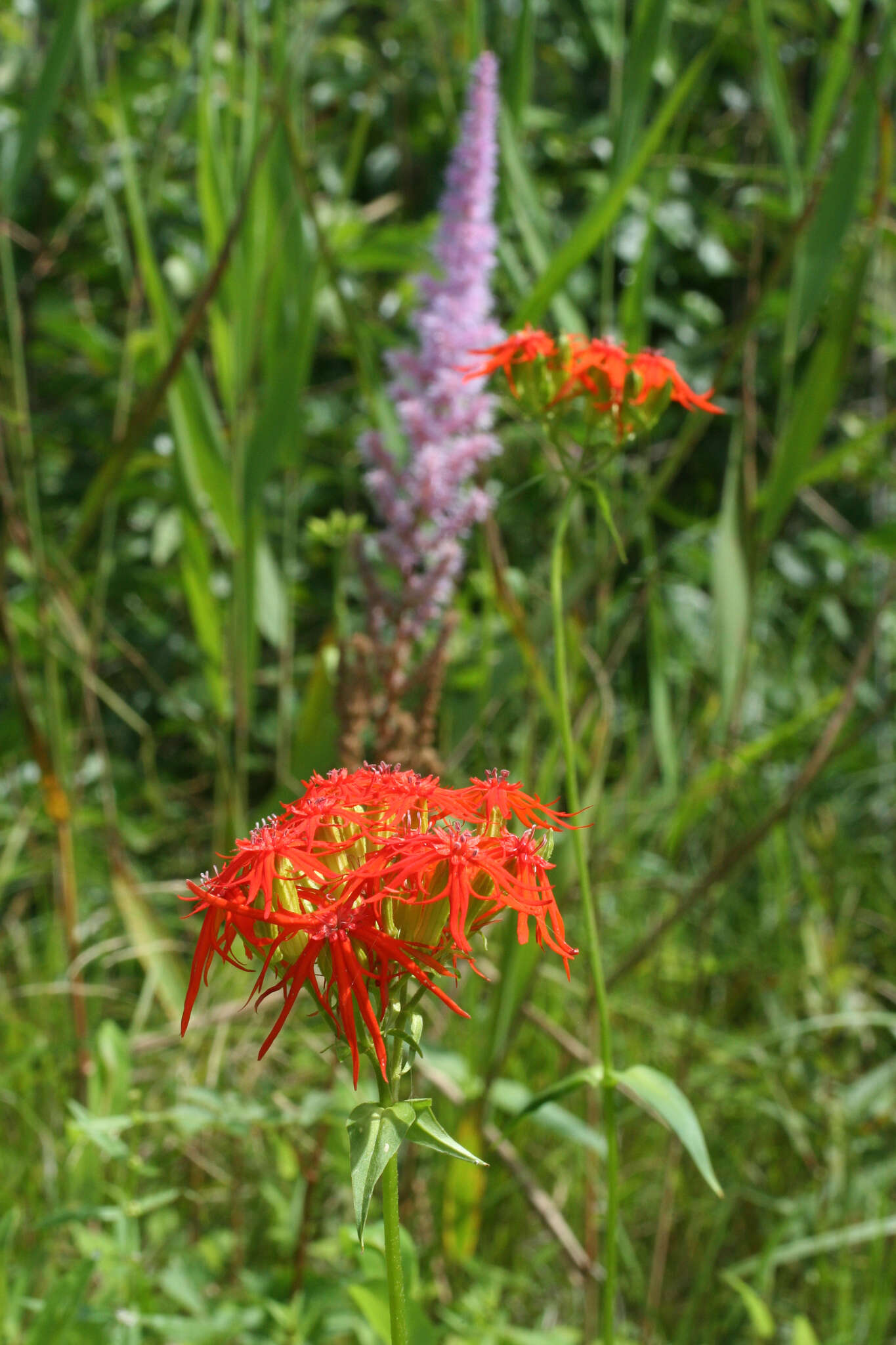 Image of Astilbe rubra Hook. & Thomson