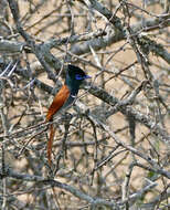 Image of African Paradise Flycatcher