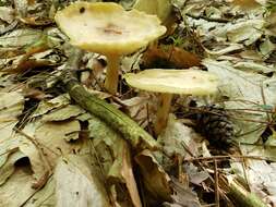 Image of Marasmius nigrodiscus (Peck) Halling 1983