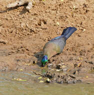 Image of Purple-crested Turaco