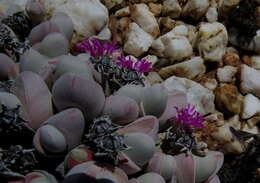 Imagem de Gibbaeum pubescens (Lettsom ex Haw.) N. E. Br.