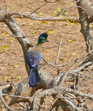 Image of Purple-crested Turaco