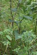 Image of Edible aster