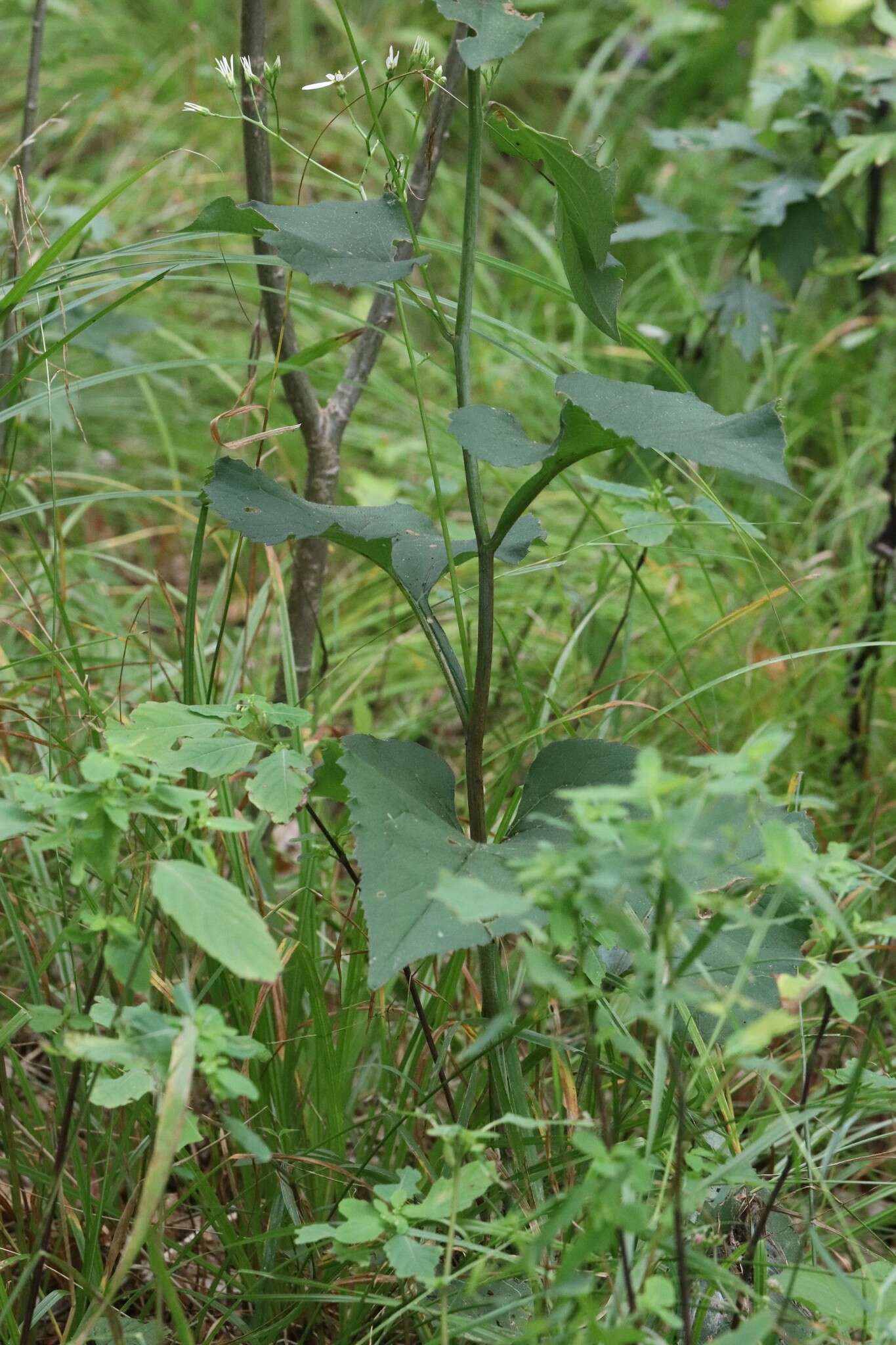 Image of Edible aster