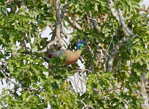 Image of Purple-crested Turaco