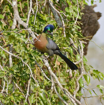 Image of Purple-crested Turaco