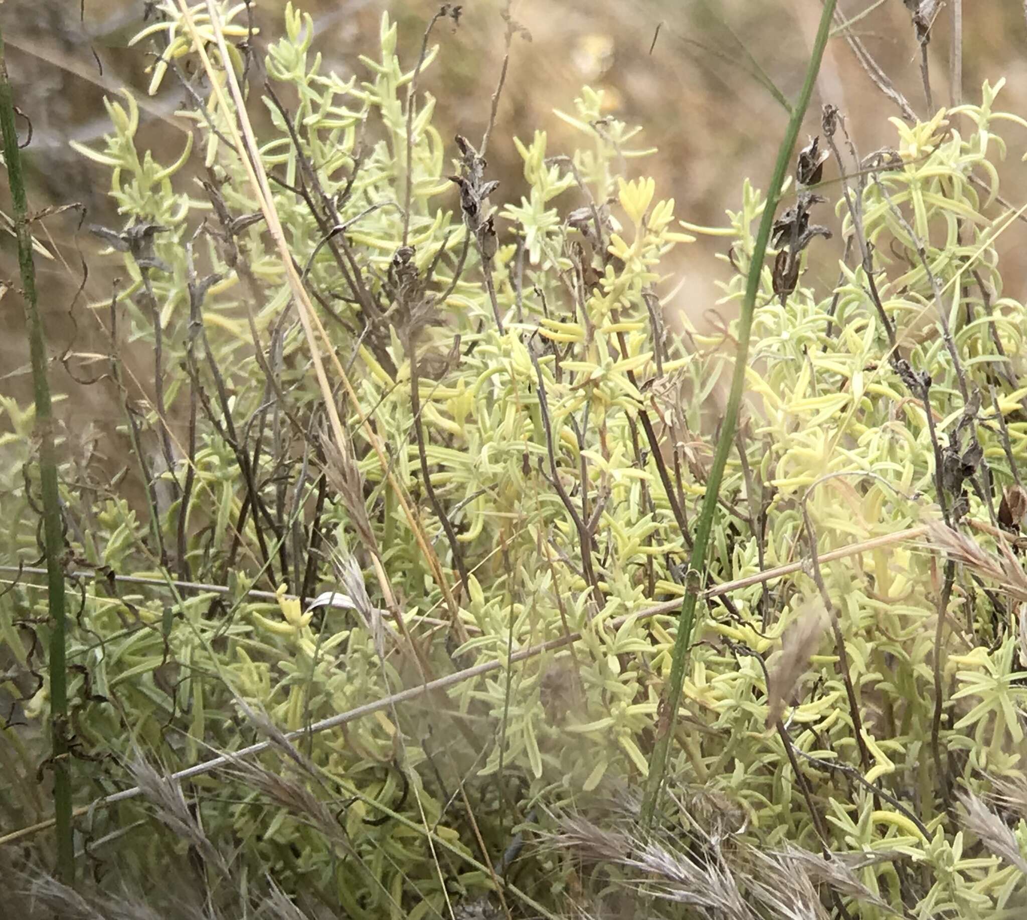 Image of San Clemente Island Indian paintbrush