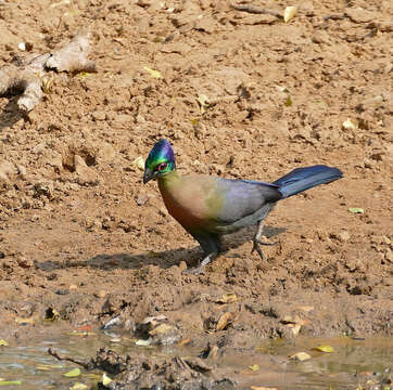 Image of Purple-crested Turaco