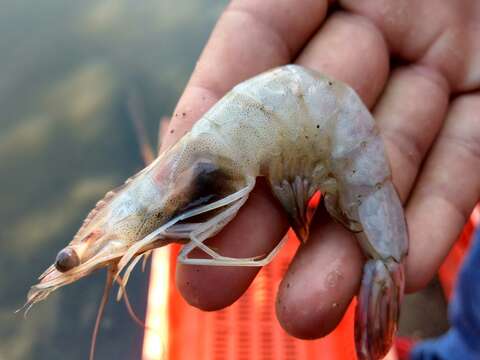 Image of whiteleg shrimp