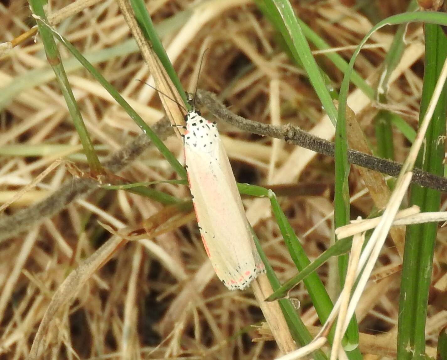 Sivun Utetheisa ornatrix Linnaeus 1758 kuva