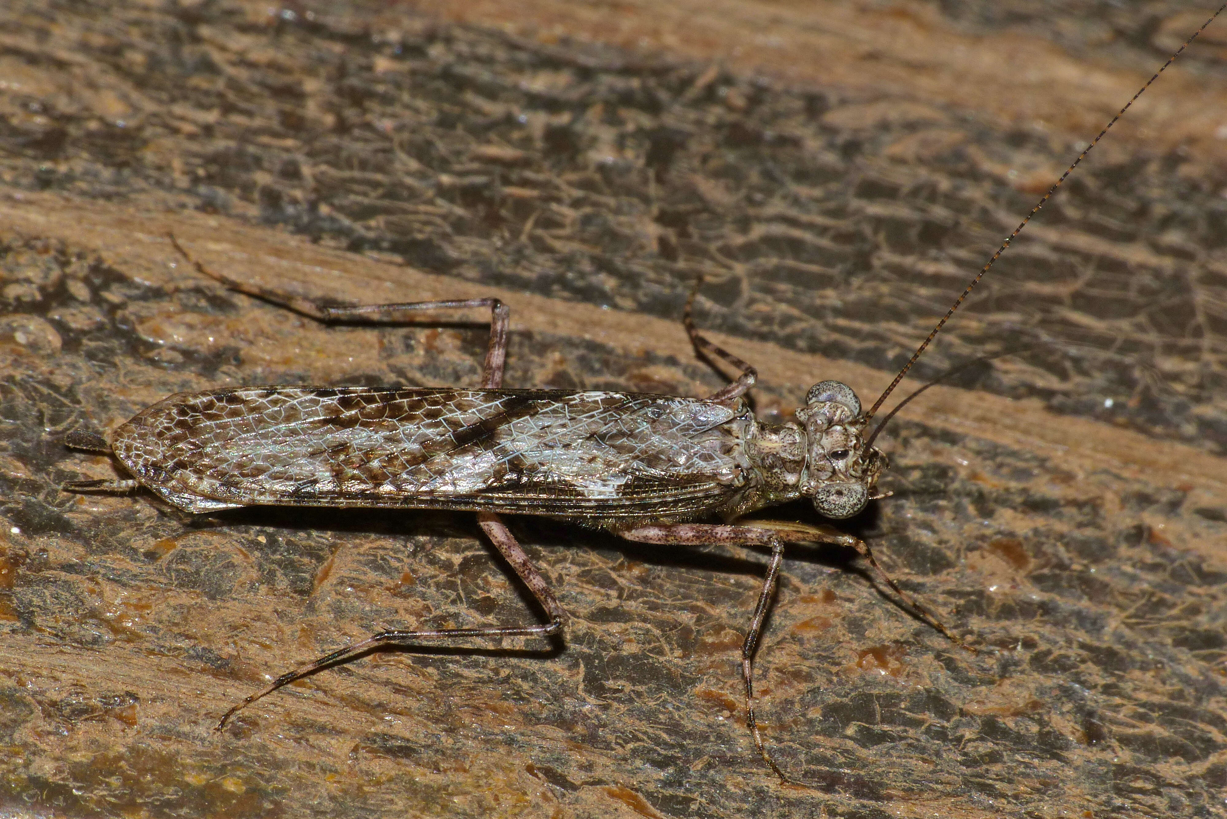 Image of Amorphoscelis tuberculata Roy 1963