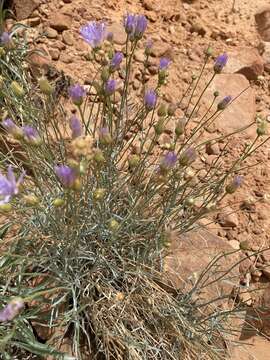 Image of Utah fleabane