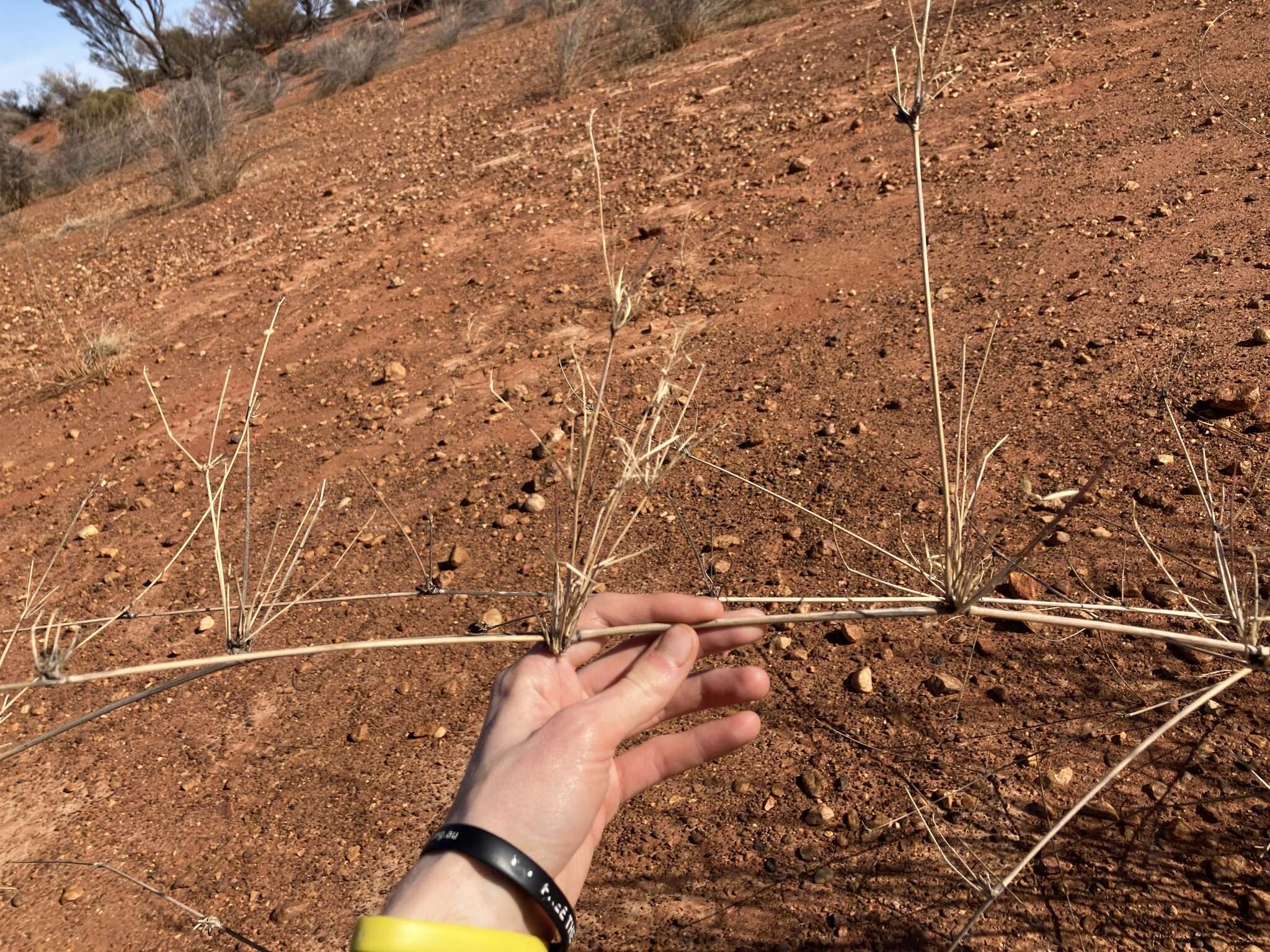 Слика од Eragrostis australasica (Steud.) C. E. Hubb.