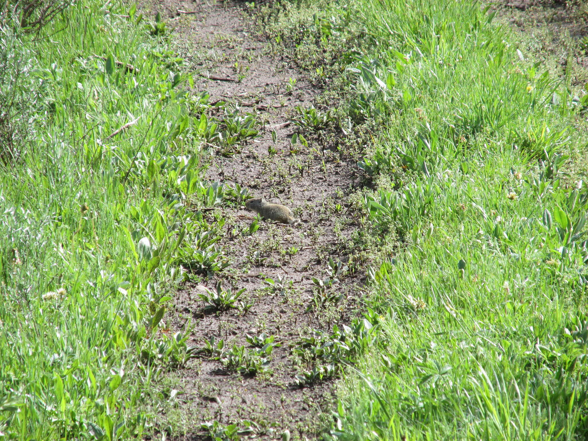 Image of Uinta ground squirrel