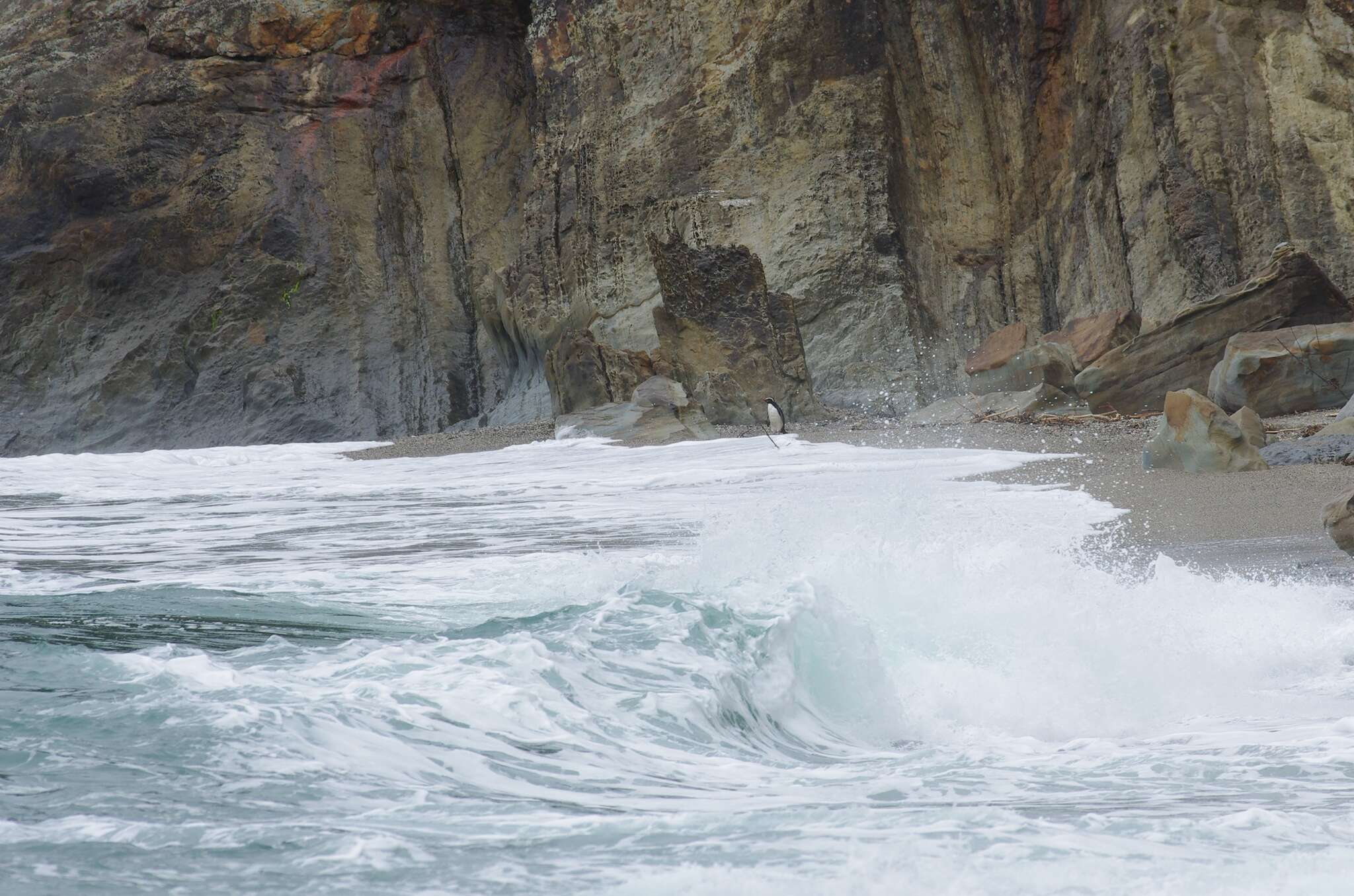 Image of Fiordland Crested Penguin