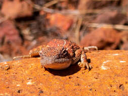 صورة Tympanocryptis centralis Sternfeld 1925