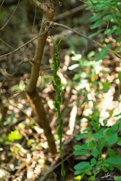 Image of Hammock False Rein Orchid