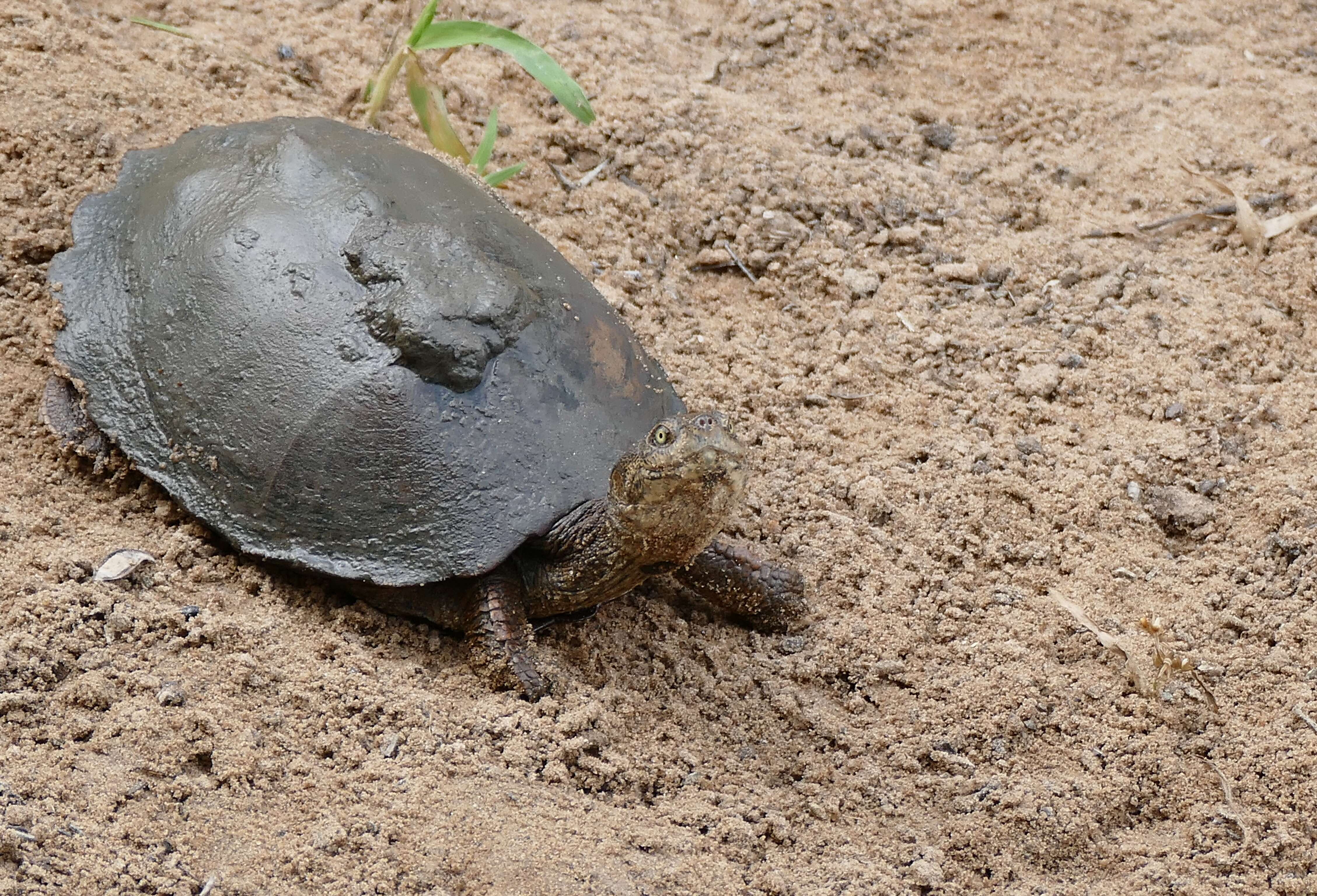 Image of Serrated hinged terrapin