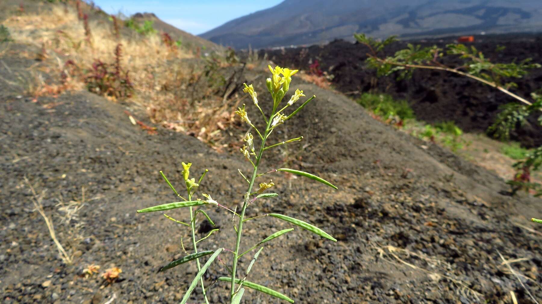 Image of Diplotaxis harra subsp. hirta (A. Chev.) Sobrino Vesperinas