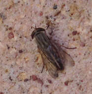 Image of Striped Horse Fly