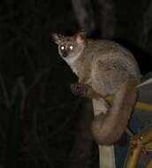 Image of Brown Greater Galago