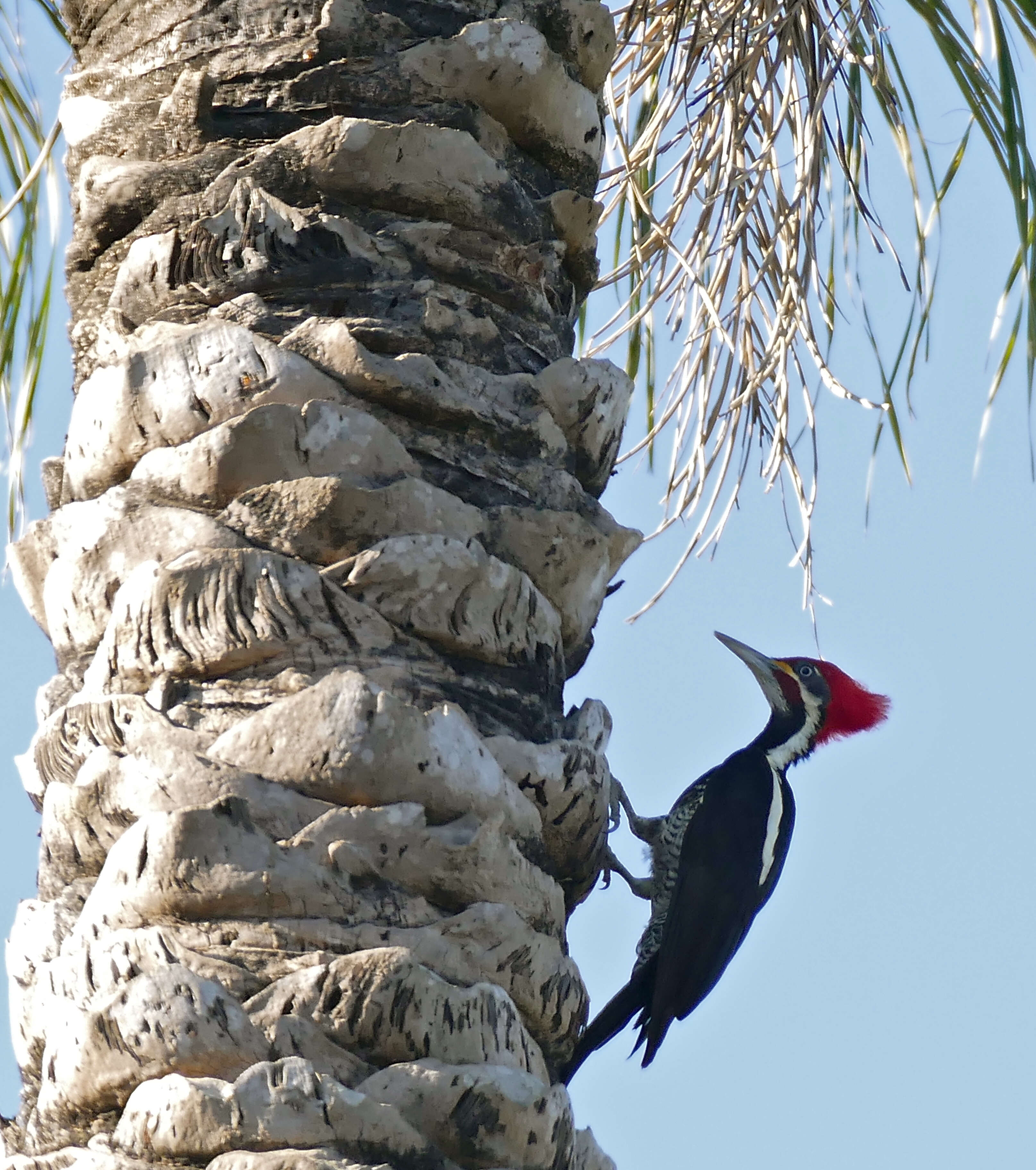 Image of Lineated Woodpecker