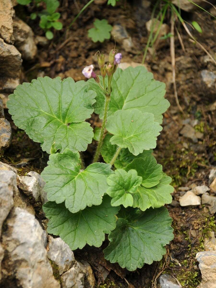 Image of Primula minkwitziae W. W. Smith