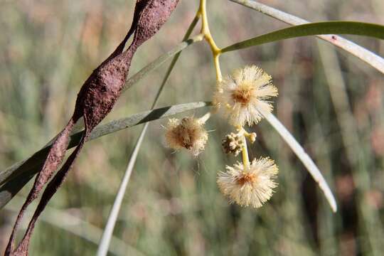 Imagem de Acacia stenophylla A. Cunn. ex Benth.