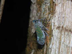 Image of Enchophora leae Bleuzen & Porion 2004