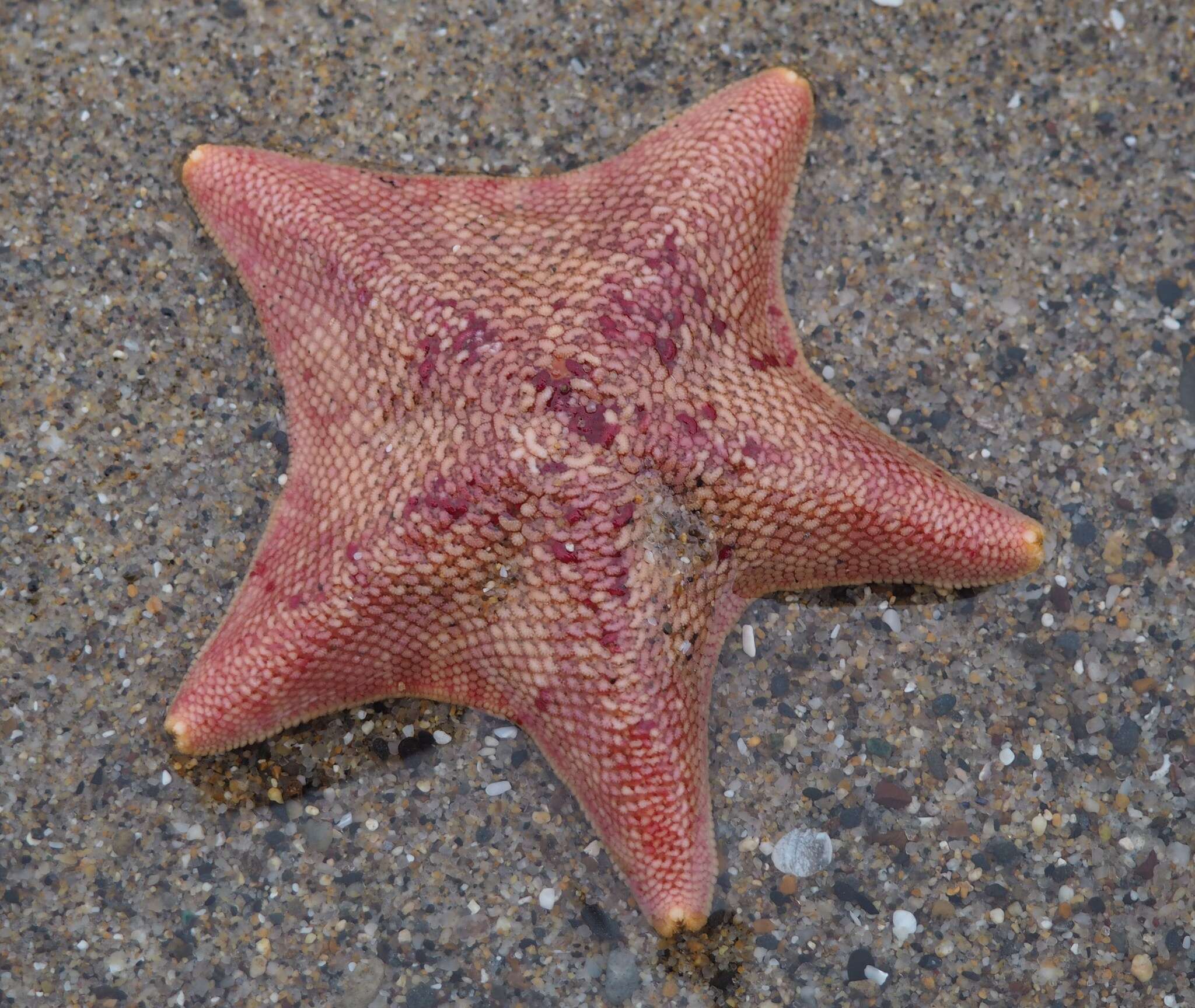 Image of Bat star