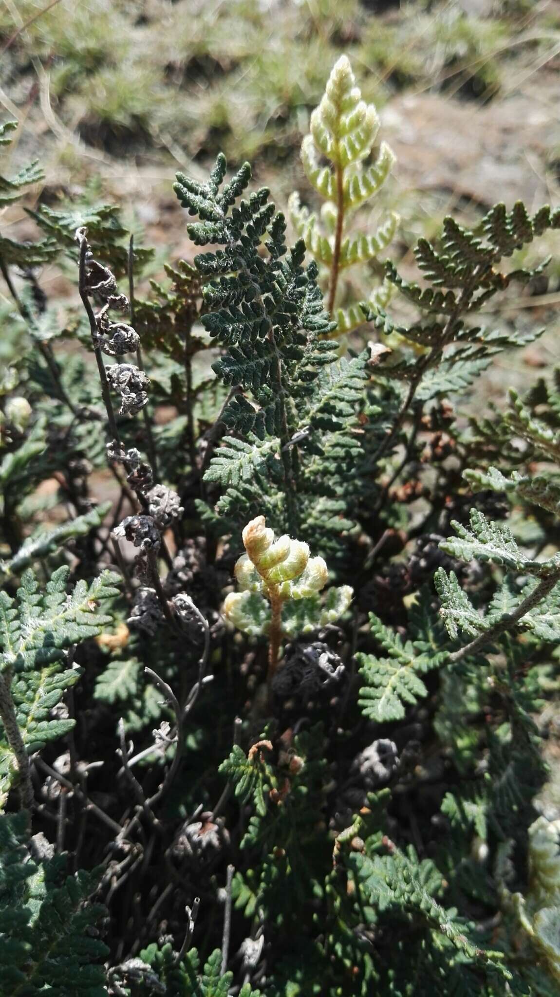 Plancia ëd Cheilanthes eckloniana (Kunze) Mett.