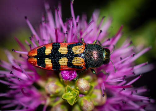 Image of Castiarina pallidiventris (Gory & Laporte 1838)