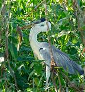 Image of Cocoi Heron