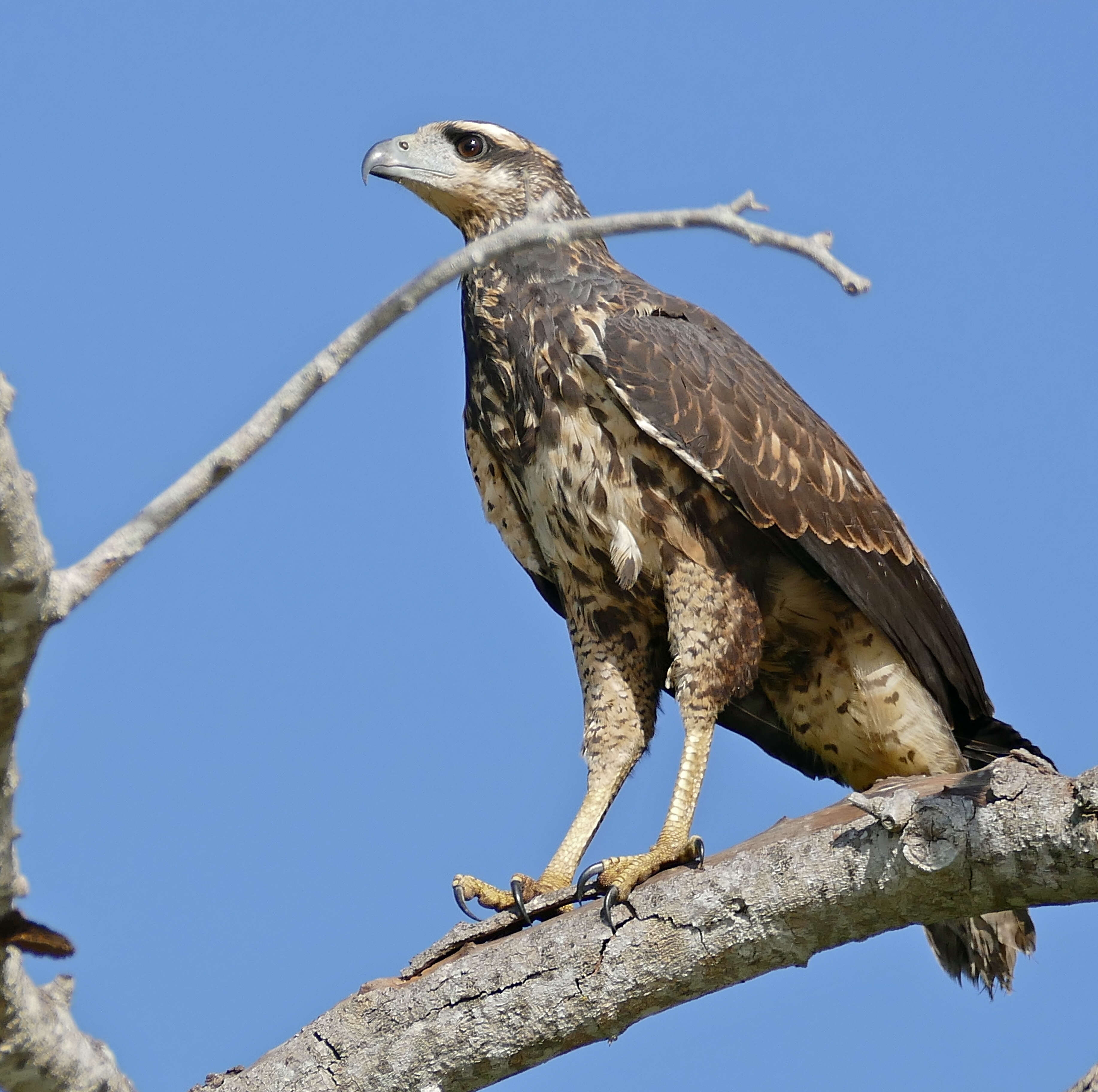 Plancia ëd Buteogallus urubitinga (Gmelin & JF 1788)